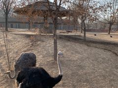 -石家庄市动物园