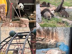 -灵玲国际马戏城