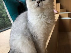 -CAT’S MEWSTAR CAFE·喵星球猫屋(晴湾咖啡店)