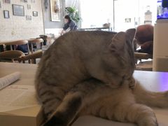 -平行世界·猫咖(首经贸店)