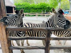 -上海野生动物园老虎餐厅