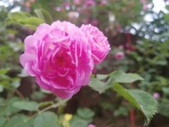 -睿柏云酒店-餐厅