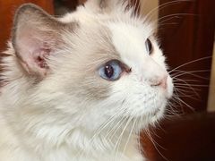 -楼上猫咖(罗湖店)