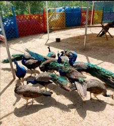 -萌宠亲子动物乐园(槐房万达店)