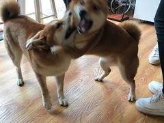 -柴犬高等学院·狗咖·柴犬售卖·宠物训练