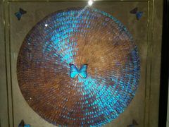 -上海昆虫博物馆