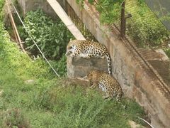 -青岛森林野生动物世界