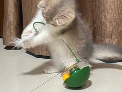 -瑞派康怡24h宠物医院·犬猫医疗中心·微创绝育(瑞景分院)