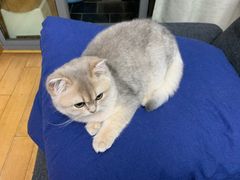 -唐小姐の猫狗洗护·购宠旗舰店(周浦万达店)