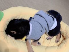 -逗柴咖啡屋·狗咖猫咖宠物桌游