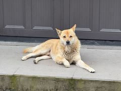 -林坑古村落
