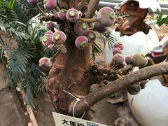-呀路古热带植物园