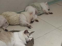 -怪兽屋·羊驼·猫咖·狗咖(俊华广场店)