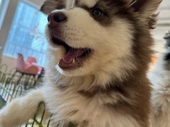 -Let's go狗咖·猫咖·奶狗·桌游(春熙路IFS店)