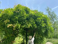 -合肥滨湖国家森林公园