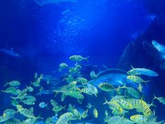 -太平洋海底世界