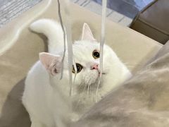 -安安宠医·安宠宠物医院