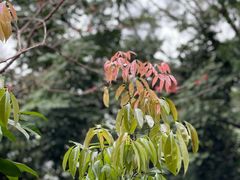 -深圳仙湖植物园