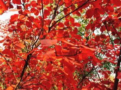 -北京鹫峰国家森林公园