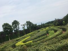 -铁山坪森林公园