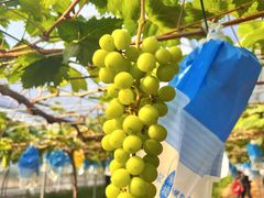 -海堤葡萄园中小学生研学基地