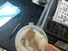 -酷以爬仙阁实体爬宠店·守宫·蜥蜴·专业繁育