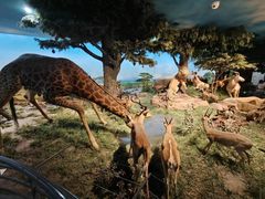 -国家自然博物馆