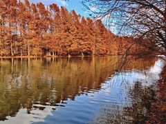 -上海海湾国家森林公园