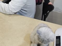 -艾贝尔宠物医院·24H转诊中心·肿瘤猫专科(江宁双龙店)