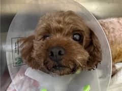 -美联众合动物医院·内科·皮肤科·外科(古城分院)