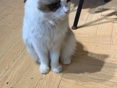 -吉丁鸟咖·异宠·寄养
