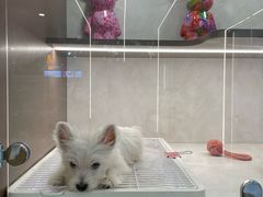 -翊宠yipet猫狗购宠庄园犬舍•猫舍