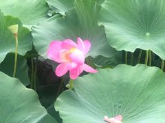 -荷塘月色湿地公园·向阳花洲