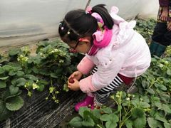 -小鱼草莓采摘园农家乐·小鱼餐厅