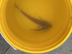 -香草园串串店(台东三路店)