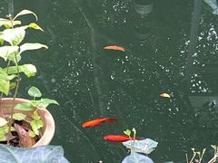-谷咖啡·鲜花绿植花园餐厅