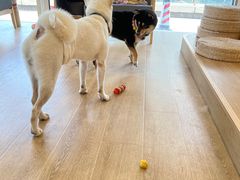 -南京Hallo宠物乐园·哈罗犬舍·柴犬繁育基地