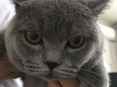 -宠福鑫康馨动物医院·骨科·眼科