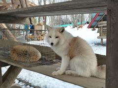 -宫城藏王狐狸村