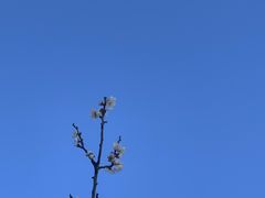 -香雪海