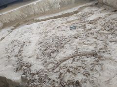 -金沙遗址博物馆