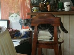-海边的猫和咖啡馆