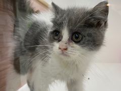 -李小姐の猫咖啡馆(五角场店)