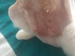 -香河县乐康动物诊所