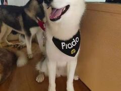 -Husky Go! 哈士奇体验馆·宠物咖啡厅狗咖