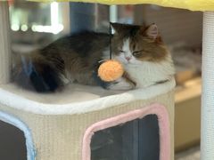 -momokira米努特·德文卷毛猫·棉花面纱犬