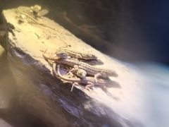 -昆明动物园
