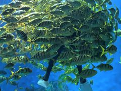 -芜湖新华联大白鲸海洋公园