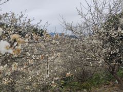 -广州市流溪河国家森林公园