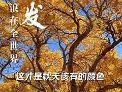 -金塔沙漠胡杨林景区